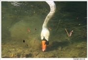 Mute-Swan-feeding-1